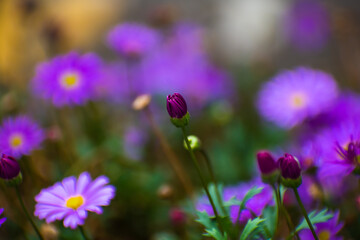 Fototapeta na wymiar Closed purple daisy flowers in a field with blurred background