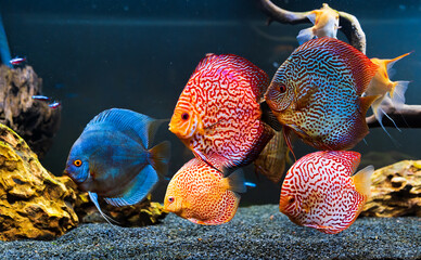 Colorful fish from the spieces Symphysodon discus in aquarium.