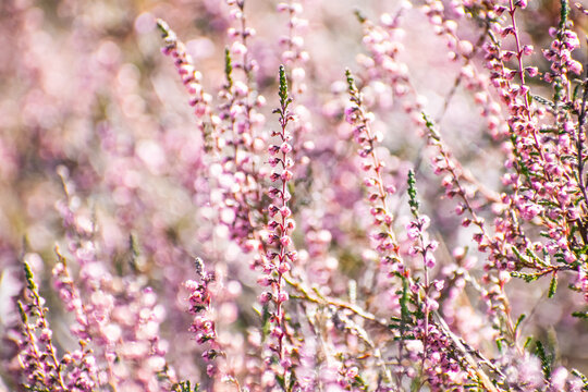Pink heath lavender flower with blurred background in summer sun