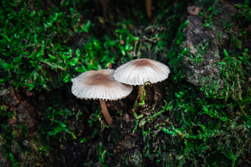 Two mushrooms growing on a tree in the middle of moss in a forest during autumn