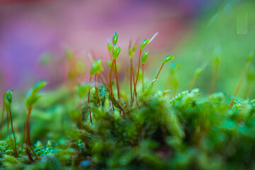 Close-up green moss in the forest with blurred background