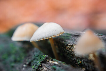 Mushroom growing from tree trunk in the forest during autumn with blurred orange leaves background