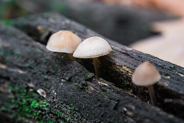 Mushroom growing from tree trunk in the forest during autumn
