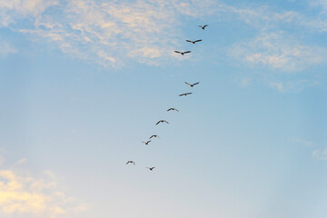Geese flying in a colorful sky at sunrise in an early morning at fall, Almere, Flevoland, The Netherlands, November 2, 2020