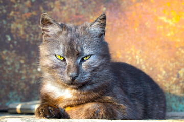 gray cat with yellow eyes