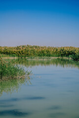 Laguna del Hondó de Elche