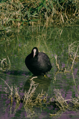 Focha común/Fulica atra en el agua en busca de comida