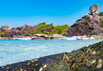 Obraz premium Beach natural landscape with big hermit crab on tropical Koh Similan Thai island with Sailing Boat Rock in background. Beautiful tropic nature in Thailand, blue sea waves, peaceful paradise scene