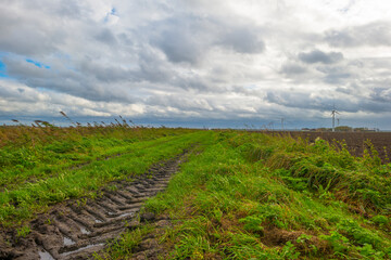 Fototapeta na wymiar Panorama of a canal with reed waving in the storm under dark, grey and white rain clouds in bright sunlight in autumn , Almere, Flevoland, The Netherlands, November 2, 2020