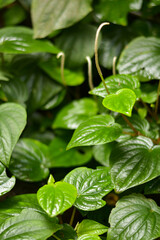 leaves with water drops