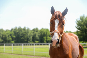 Chestnut horse in paddock on sunny day. Beautiful pet