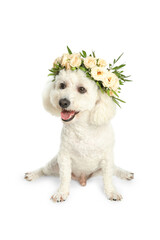Adorable Bichon wearing wreath made of beautiful flowers on white background