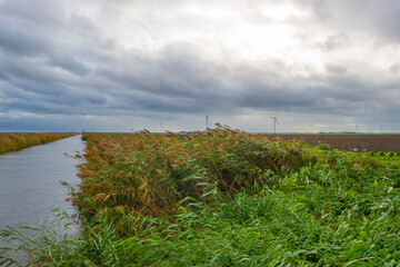 Panorama of a canal with reed waving in the storm under dark, grey and white rain clouds in bright sunlight in autumn , Almere, Flevoland, The Netherlands, November 2, 2020
