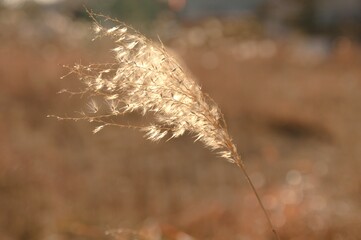 風に揺れるススキ