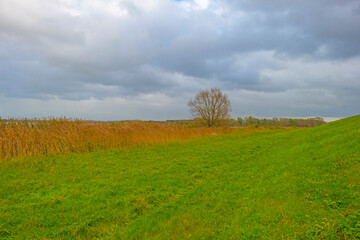 The edge of a lake in autumn colors under a blue cloudy rainy and stormy sky at fall, Almere, Flevoland, The Netherlands, November 2, 2020