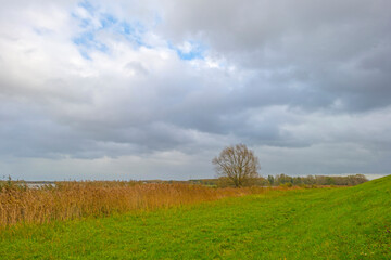 The edge of a lake in autumn colors under a blue cloudy rainy and stormy sky at fall, Almere, Flevoland, The Netherlands, November 2, 2020