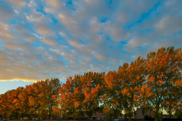 Trees in autumn colors in a residential area  in cloudy sunlight at fall, Almere, Flevoland, The Netherlands, November 2, 2020