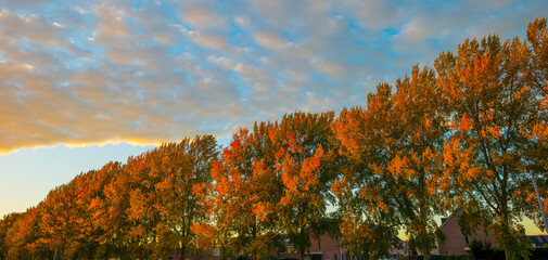 Obraz premium Trees in autumn colors in a residential area in cloudy sunlight at fall, Almere, Flevoland, The Netherlands, November 2, 2020