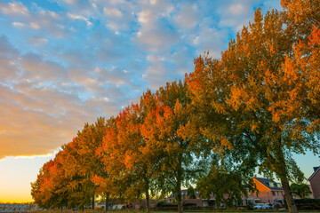 Trees in autumn colors in a residential area  in cloudy sunlight at fall, Almere, Flevoland, The Netherlands, November 2, 2020