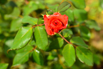 red rose in garden