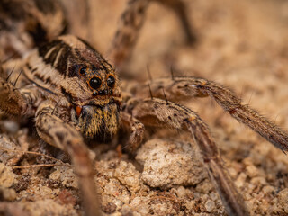 Macro photo of Hogna radiata 