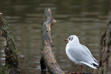 A gull perched on a log in the water.