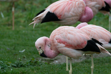 Fototapeta na wymiar A group of bright pink flamingos stood together.