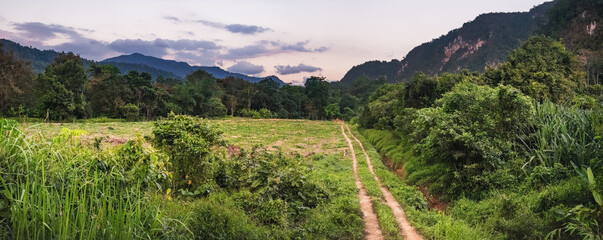 Fototapeta na wymiar Green asian field, path to tropical rainforest jungle and mountains, beautiful scenery of Khao Sok National Park, Thailand. Panoramic Thai forest landscape at sunset time