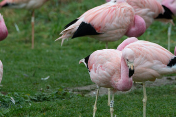 A group of bright pink flamingos stood together.