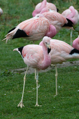 A group of bright pink flamingos stood together.
