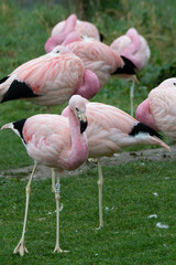 Fototapeta na wymiar A group of bright pink flamingos stood together.