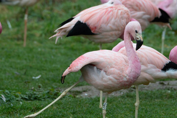 A group of bright pink flamingos stood together.