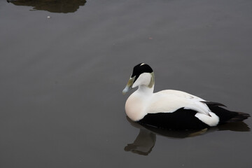 An isolated close up shot of a white duck.