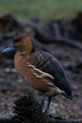 An isolated brown duck perched.