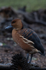 An isolated brown duck perched.
