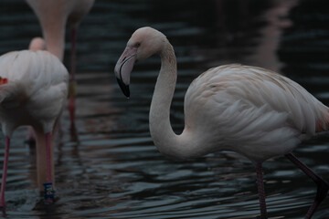 A close up shot of a flamingo head