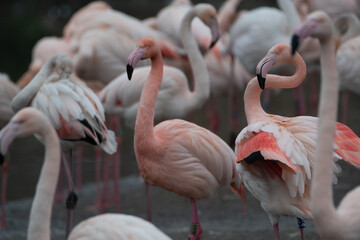 A group of bright pink flamingos stood together.