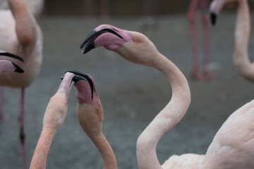 Flamingo's squabbling with their beaks open.