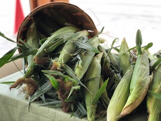 Corn at Market