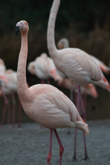 A group of flamingos stood in the water.