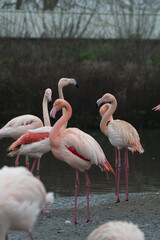 Fototapeta na wymiar A group of flamingos stood in the water.