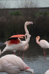 A flamingo flapping its wings.