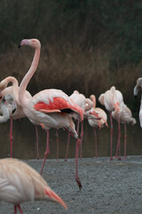 A flamingo flapping its wings.