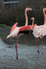 A flamingo flapping its wings.