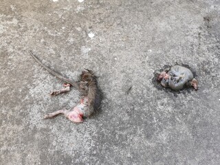 Dead rat on the cement floor