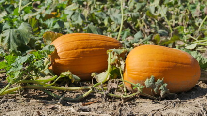 Pumpkin Patch