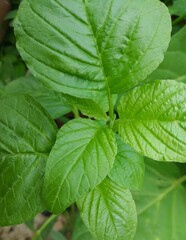 fresh spinach leaf photo