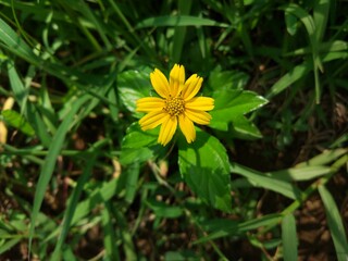 yellow flower in the garden