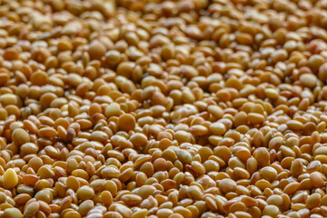 lentils in daylight with blur background..