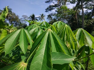 cassava leaf photo
